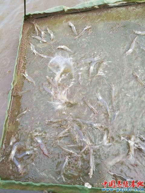 中國養殖基地 yzjidi.com
