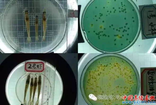 中國養殖基地 yzjidi.com