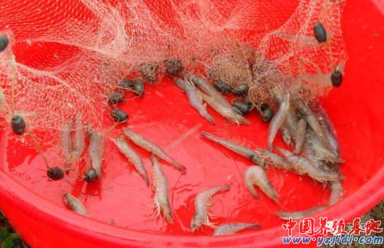 中國養殖基地 yzjidi.com