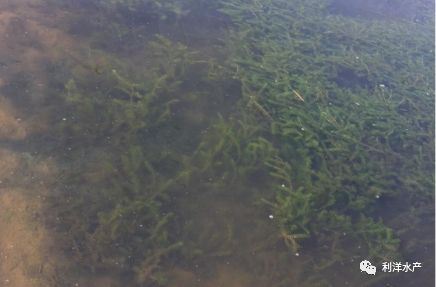 中國養殖基地 yzjidi.com