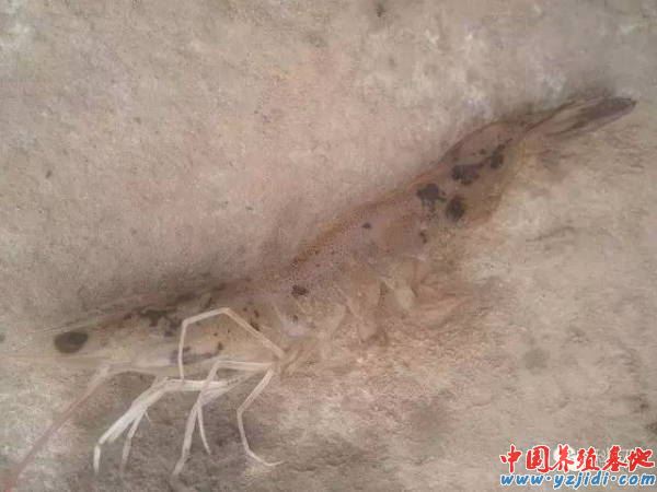 中國養殖基地 yzjidi.com