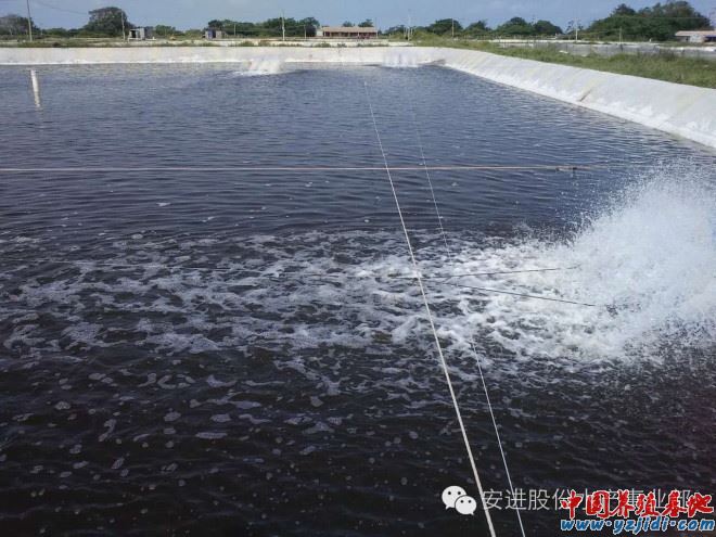 中國養殖基地 yzjidi.com