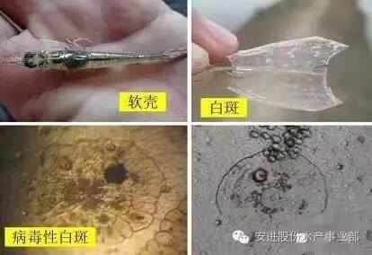 中國養殖基地 yzjidi.com