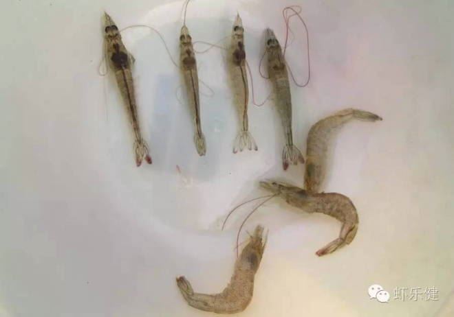 中國養殖基地 yzjidi.com