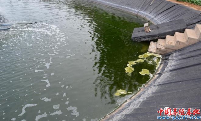 中國養殖基地 yzjidi.com