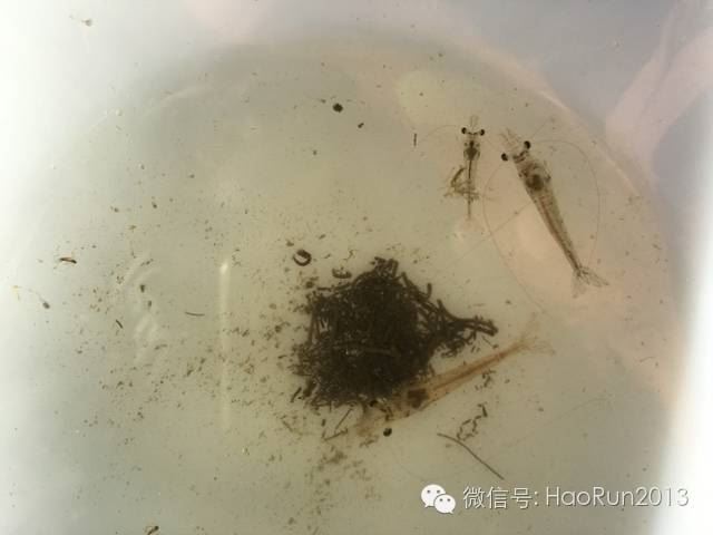 中國養殖基地 yzjidi.com