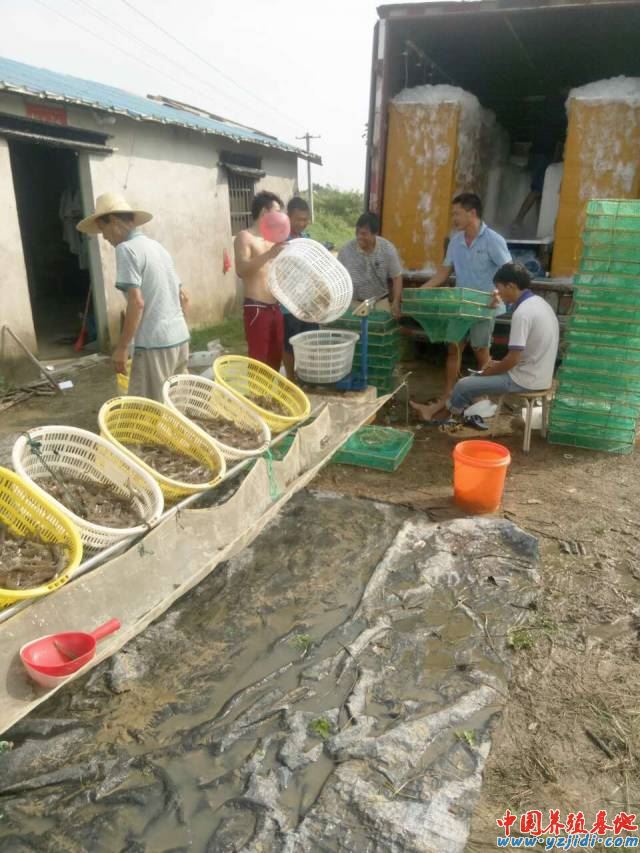 中國養殖基地 yzjidi.com