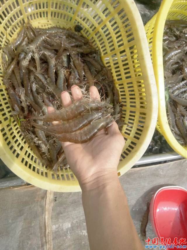 中國養殖基地 yzjidi.com