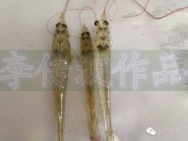 中國養殖基地 yzjidi.com