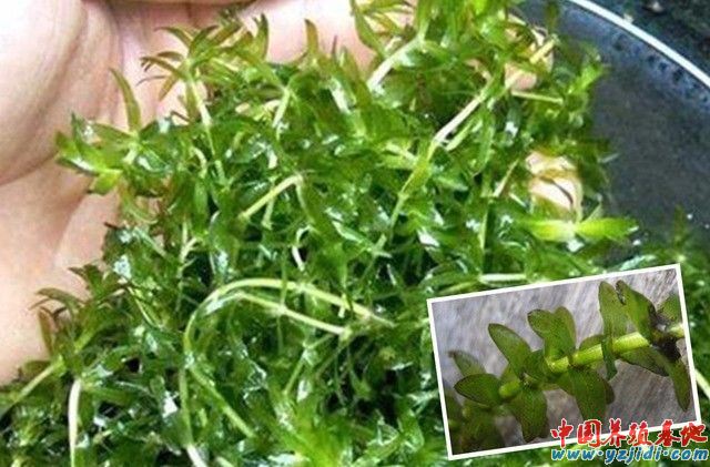 中國養殖基地 yzjidi.com