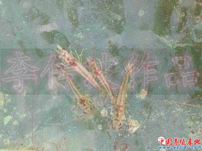 中國養殖基地 yzjidi.com