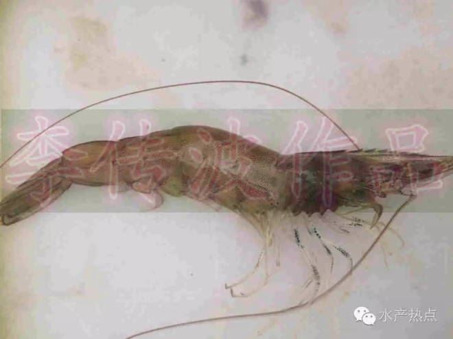 中國養殖基地 yzjidi.com