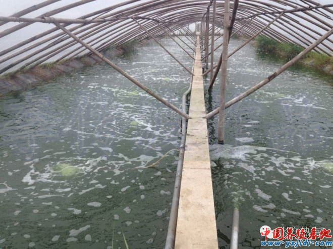 中國養殖基地 yzjidi.com