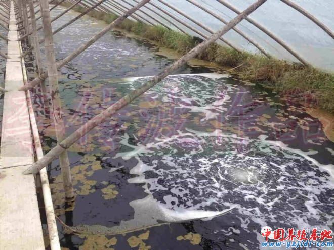 中國養殖基地 yzjidi.com