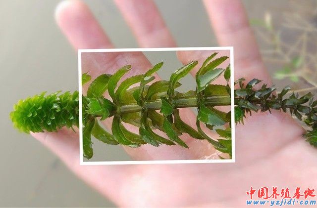 中國養殖基地 yzjidi.com