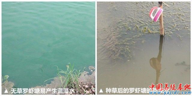 中國養殖基地 yzjidi.com