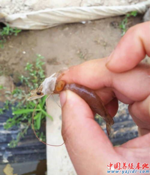 中國養殖基地 yzjidi.com