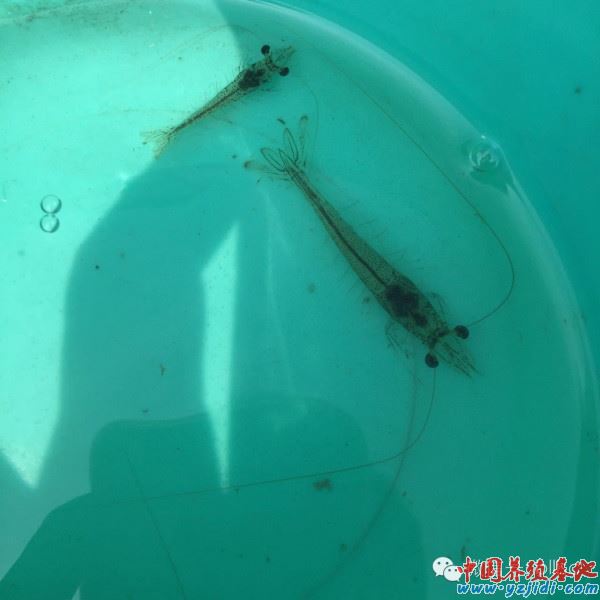 中國養殖基地 yzjidi.com