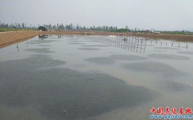 中國養殖基地 yzjidi.com