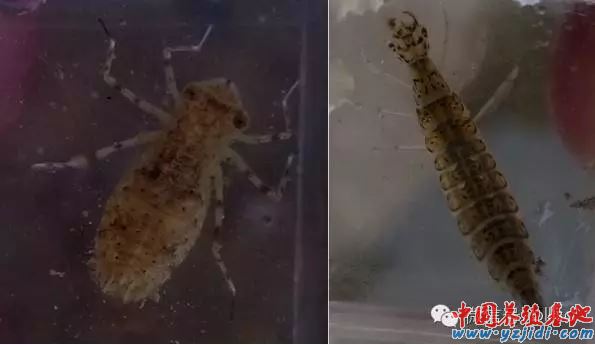 中國養殖基地 yzjidi.com