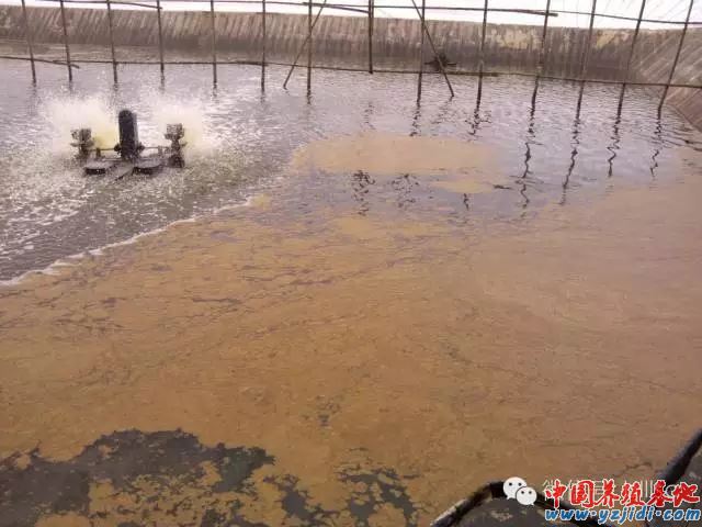 中國養殖基地 yzjidi.com