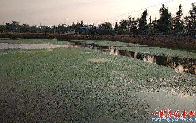 中國養殖基地 yzjidi.com