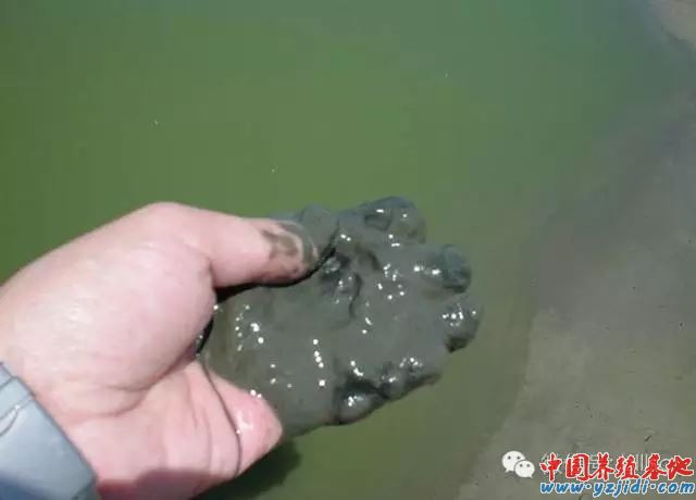 中國養殖基地 yzjidi.com
