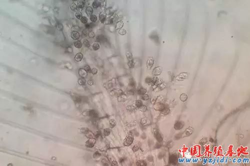 中國養殖基地 yzjidi.com