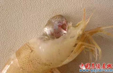 中國養殖基地 yzjidi.com