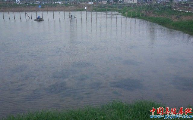 中國養殖基地 yzjidi.com