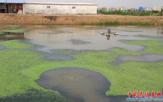 中國養殖基地 yzjidi.com