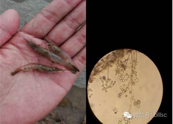 中國養殖基地 yzjidi.com