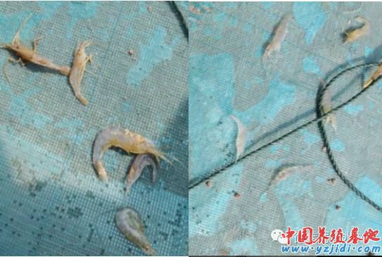 中國養殖基地 yzjidi.com