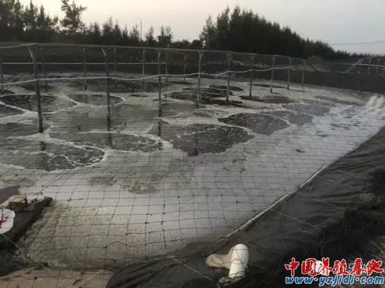 中國養殖基地 yzjidi.com