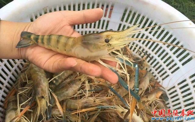 中國養殖基地 yzjidi.com