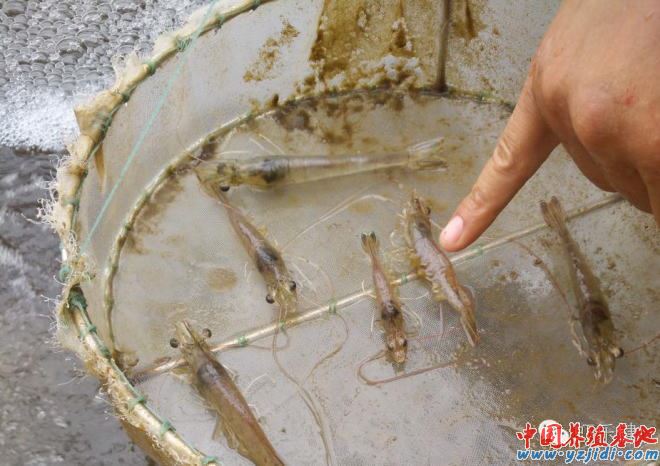 中國養殖基地 yzjidi.com