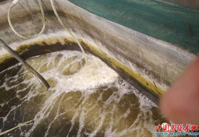 中國養殖基地 yzjidi.com
