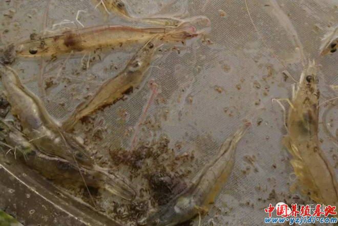中國養殖基地 yzjidi.com