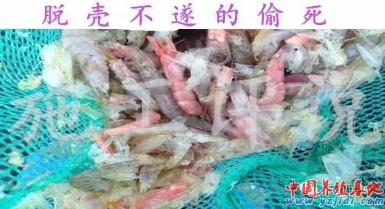 中國養殖基地 yzjidi.com