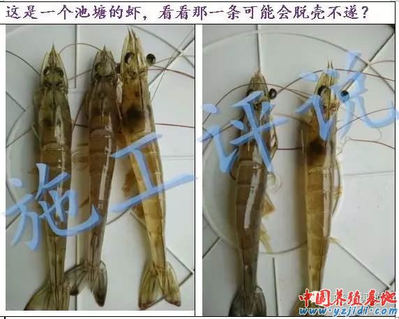 中國養殖基地 yzjidi.com