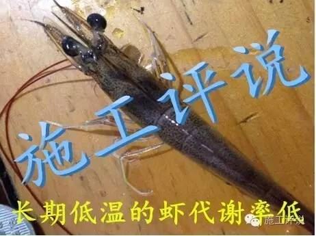 中國養殖基地 yzjidi.com
