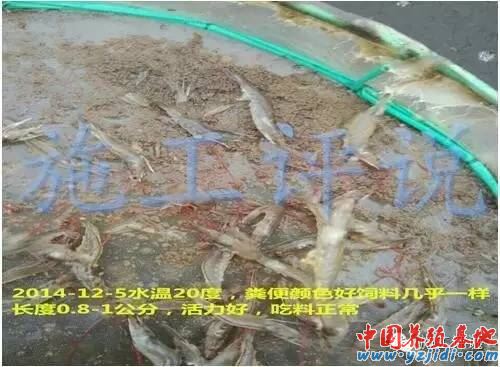 中國養殖基地 yzjidi.com