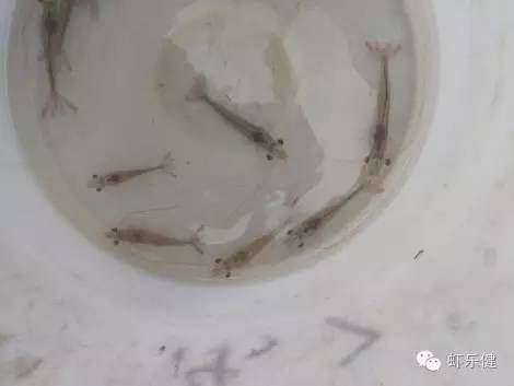 中國養殖基地 yzjidi.com