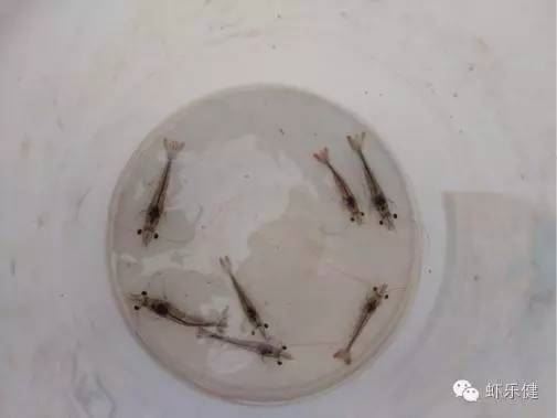 中國養殖基地 yzjidi.com