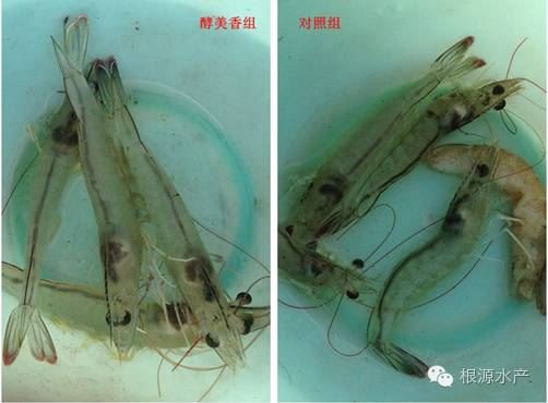 中國養殖基地 yzjidi.com
