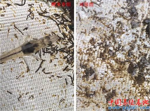 中國養殖基地 yzjidi.com