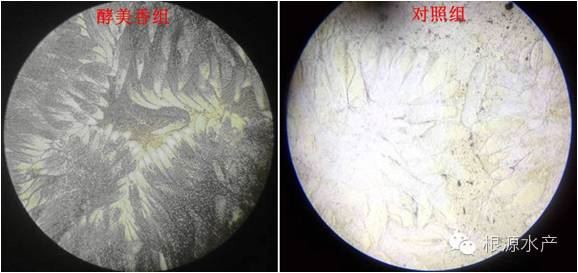 中國養殖基地 yzjidi.com