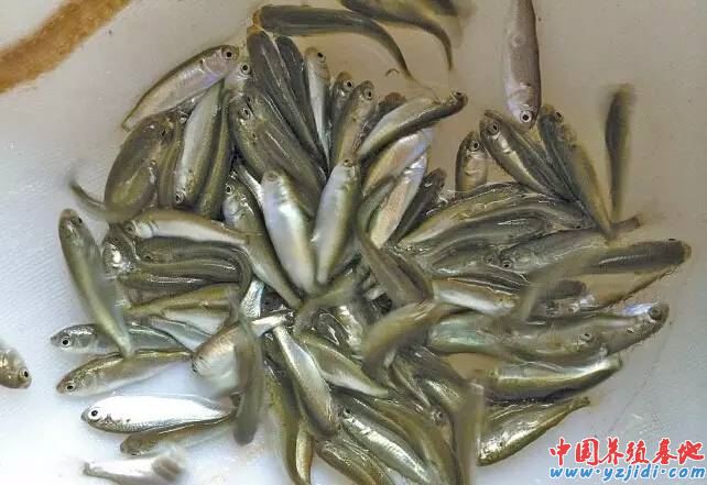 中國養殖基地 yzjidi.com