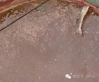 中國養殖基地 yzjidi.com