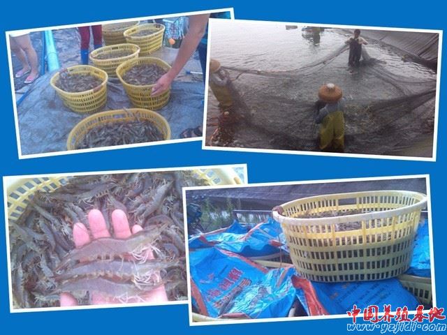中國養殖基地 yzjidi.com